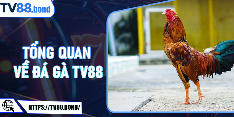 Tổng quan về đá gà TV88