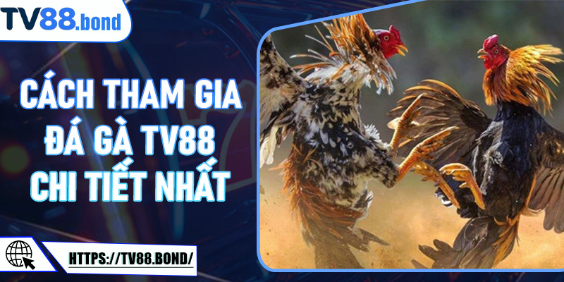 Cách tham gia đá gà TV88 chi tiết nhất