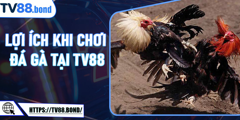 Lợi ích khi chơi đá gà tại TV88