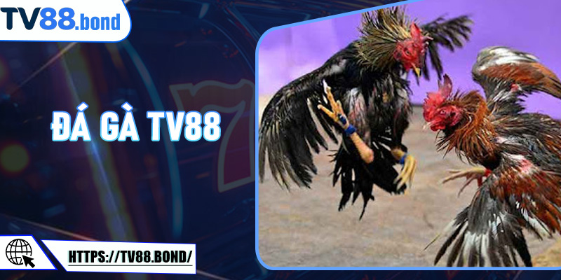 Đá Gà TV88 - Trải Nghiệm Cá Cược Đỉnh Cao Cho Người Chơi Đam Mê